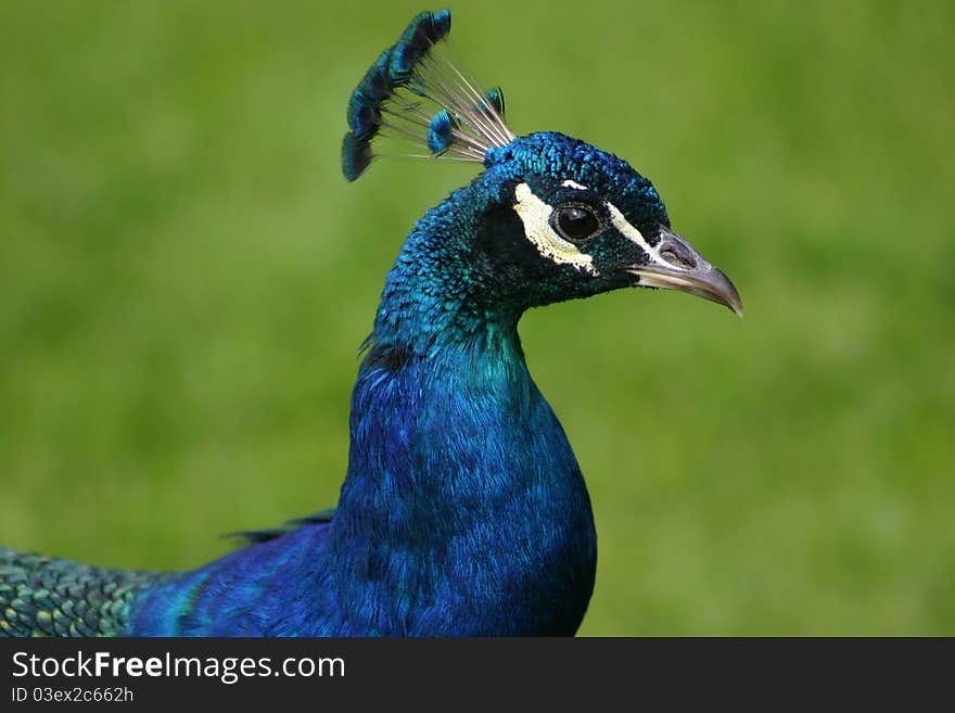 Peacock