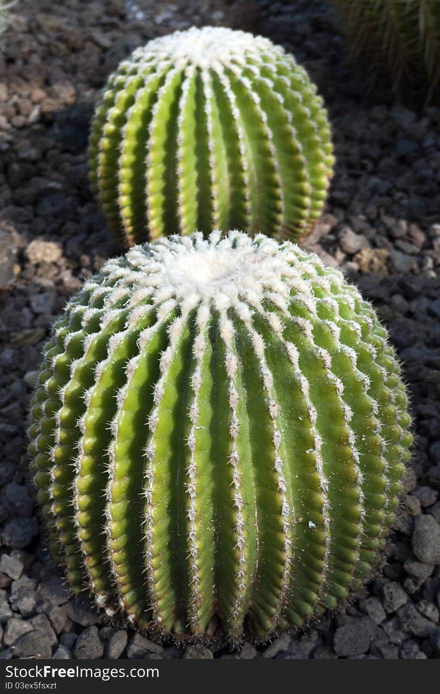 Cactus