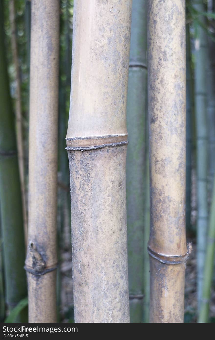 Bamboos shaped like pipes, close up view