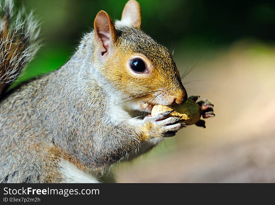 Eastern Gray Squirrel eating a peanut.