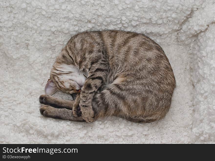 Gray tabby kitten cuddling cozily on the couch. Gray tabby kitten cuddling cozily on the couch