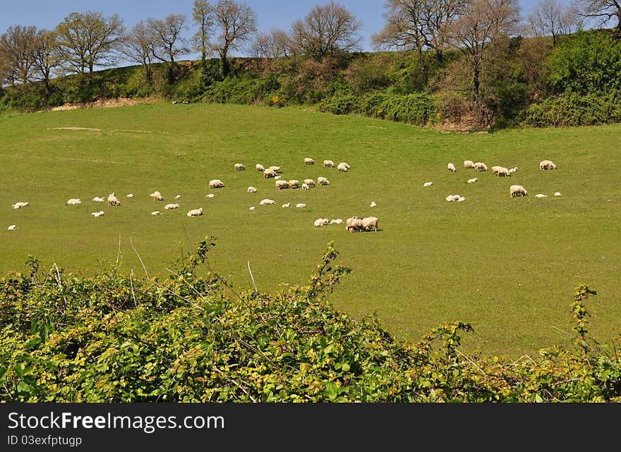 Green Field And Sheep