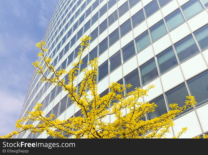 Office building with a tree in business downtown. Office building with a tree in business downtown