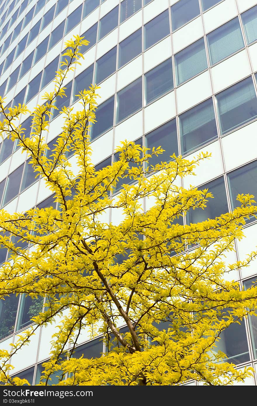 Yellow flowers in front of an office building. Yellow flowers in front of an office building