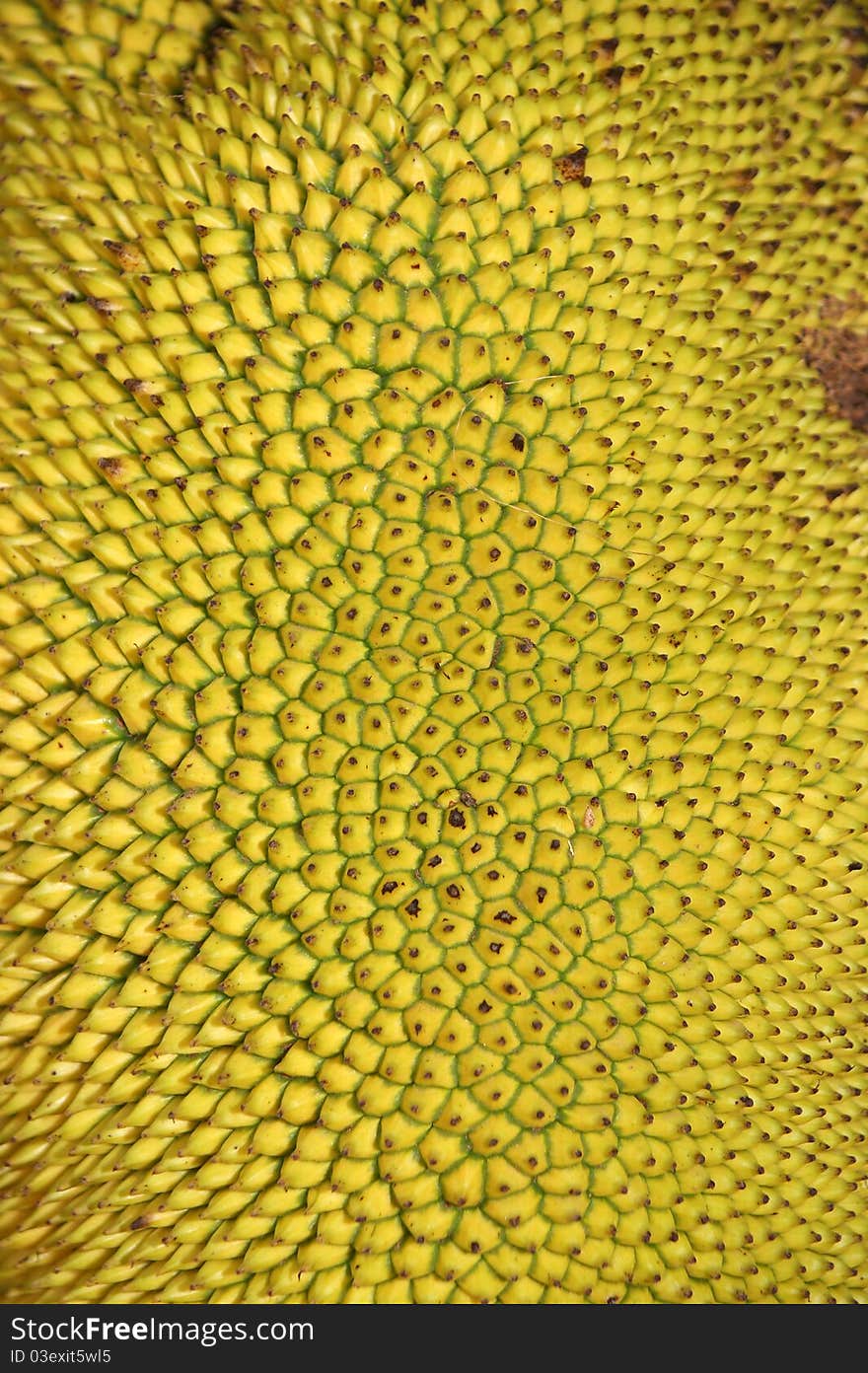 Ripe Jackfruits -- the scientific name for this fruit is Artocarpus heterophyllus