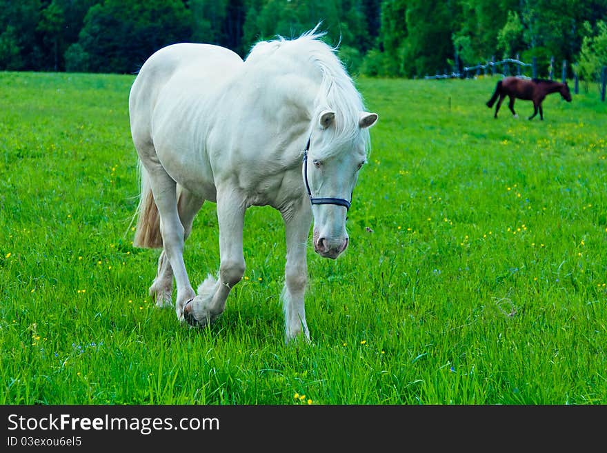 Moscow region fields,a white horse in the field. Moscow region fields,a white horse in the field