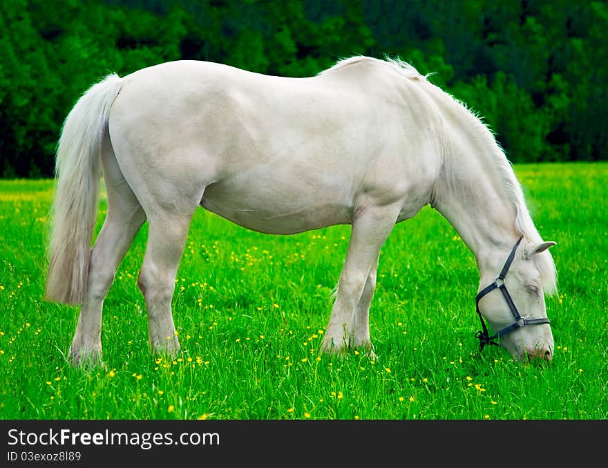 Moscow region fields,a white horse. Moscow region fields,a white horse