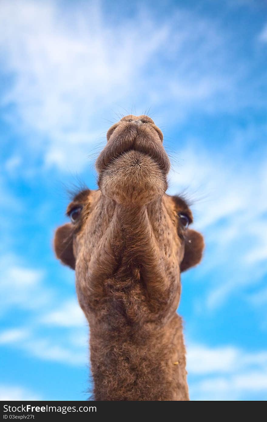 Camel