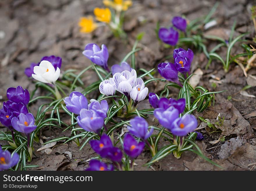 Photo of flowers (Primrose). The first flowers of spring. Small size and bright colors characterize these flowers.