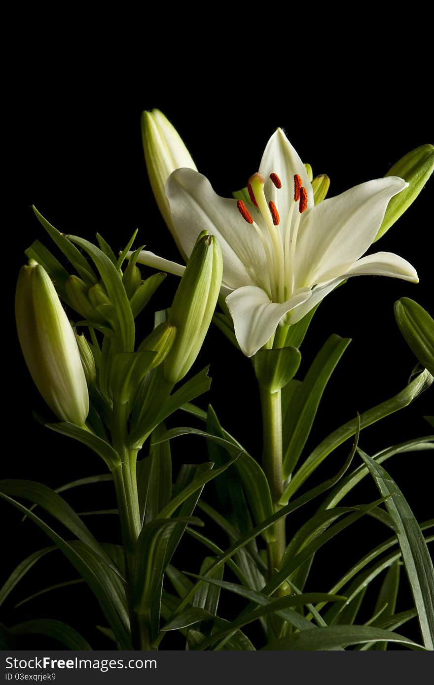 White lily on black background with soft light in studio. White lily on black background with soft light in studio