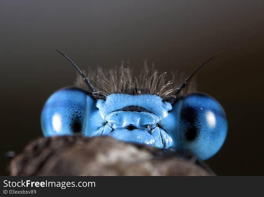 Common Blue Damselfly (Enallagma cyathigerum)