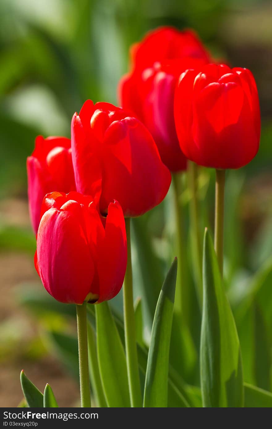 Beautiful red tulips in the garden