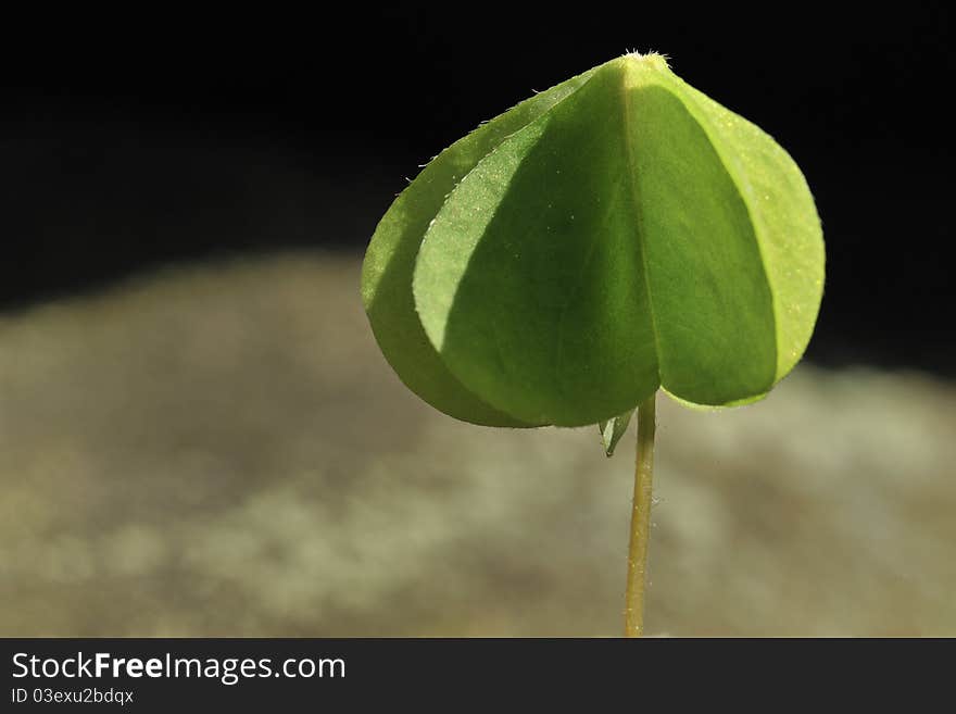 Leaf of sorrel