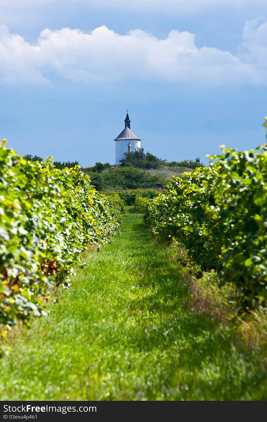 Beautiful rows of grapes before harvesting