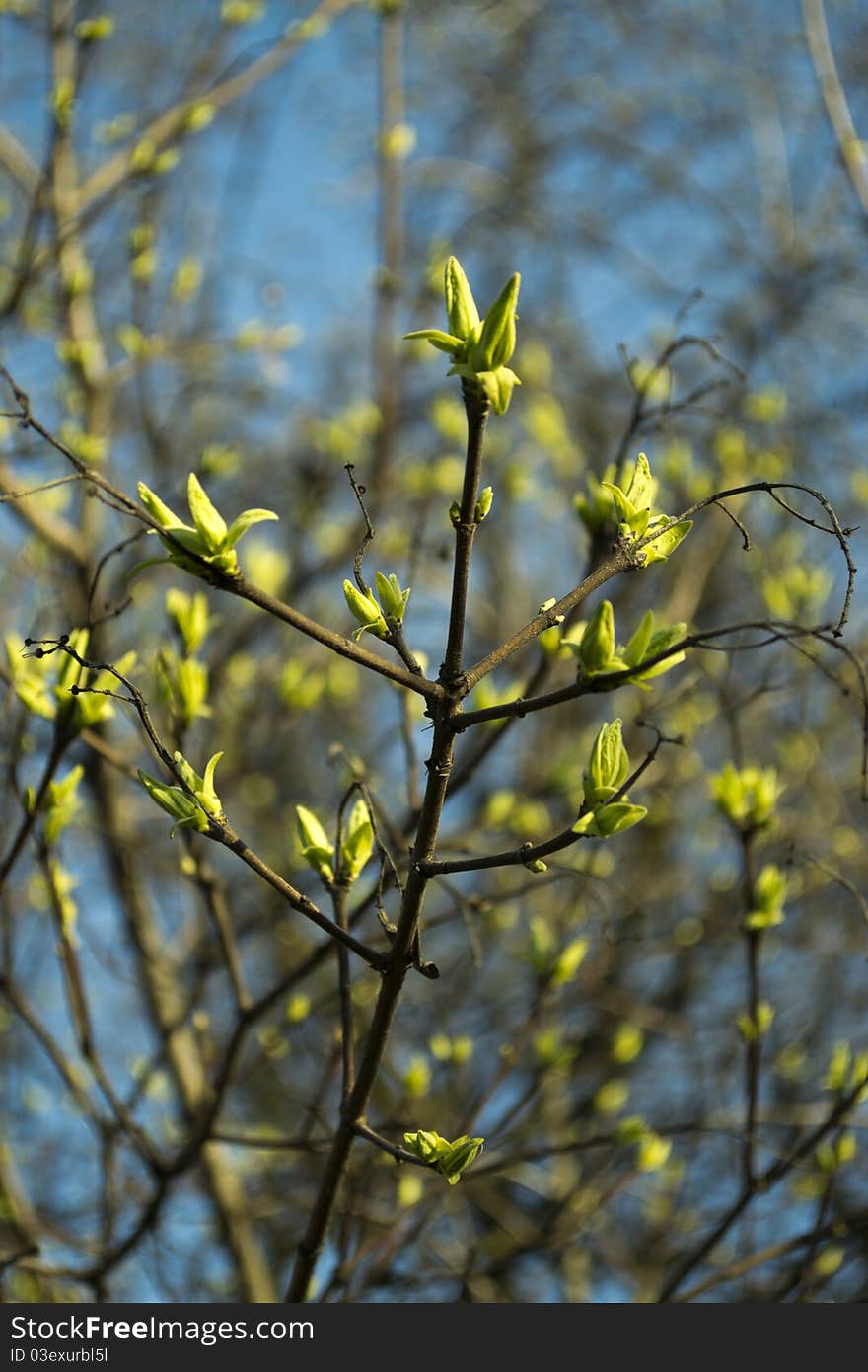 Spring branch of the tree. Spring branch of the tree