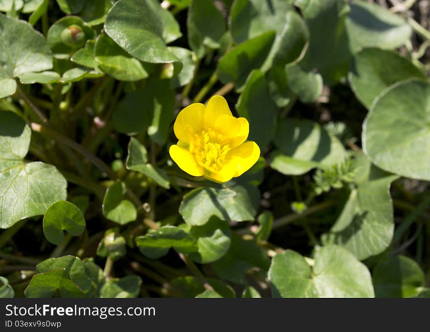 Yellow spring flower in the forest