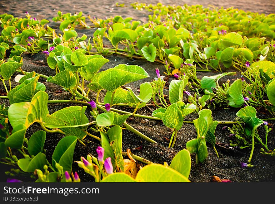 Vines dotted with purple wildflowers snake through the black sands of Monterrico, Guatemala. Vines dotted with purple wildflowers snake through the black sands of Monterrico, Guatemala.