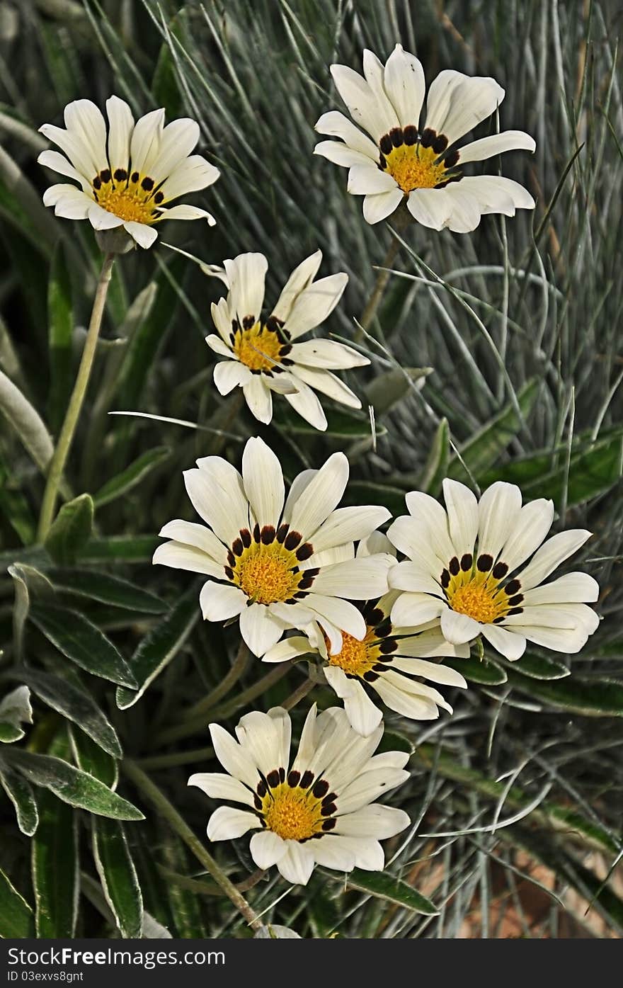 Сhamomile in green spring grass