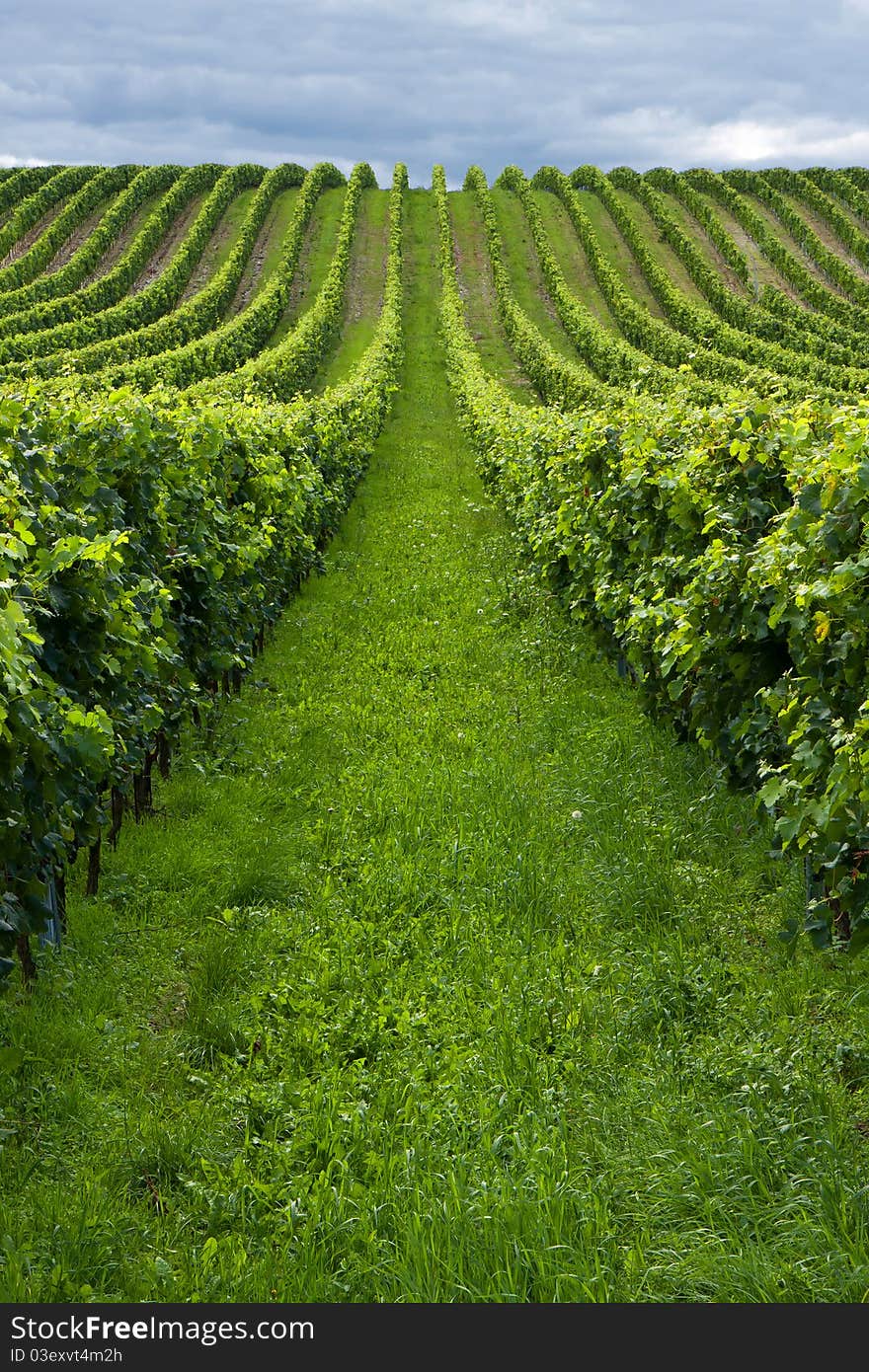 Beautiful rows of grapes before harvesting