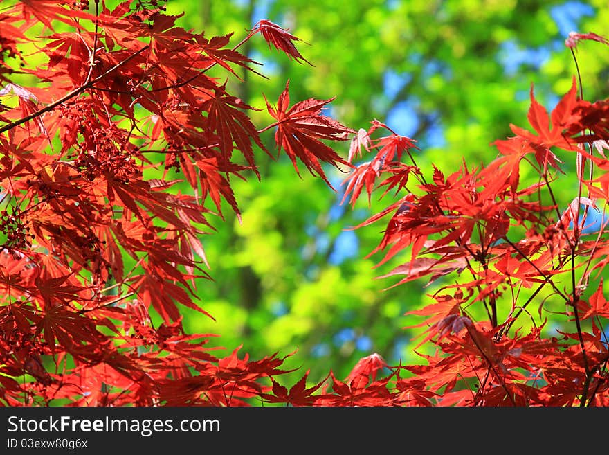 Japanese red maple tree detail, low depth of focus