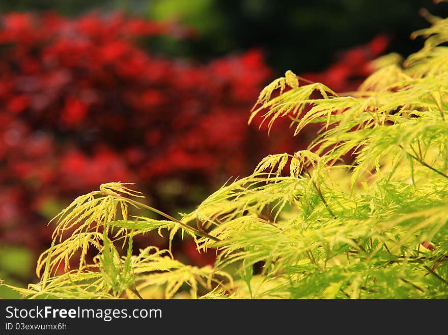 Japanese maple tree detail,Low depth of focus