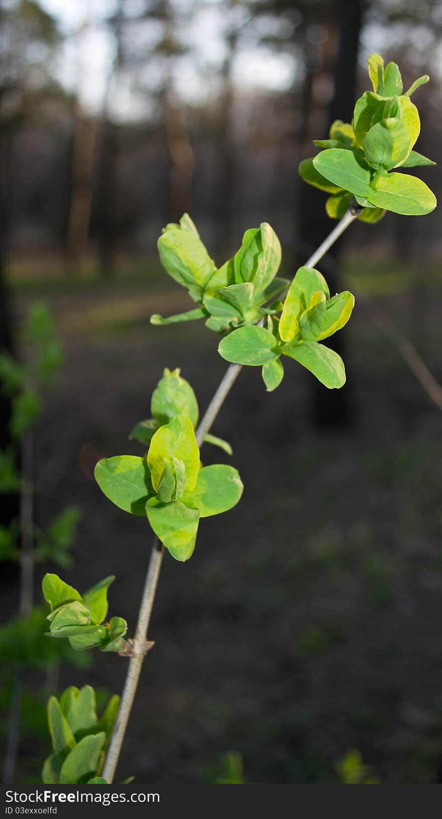 Forest still life in the spring