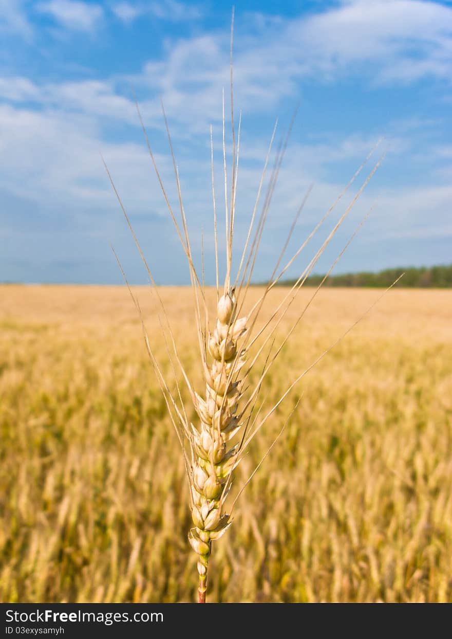 Field with cereal under the blue sky with clouds