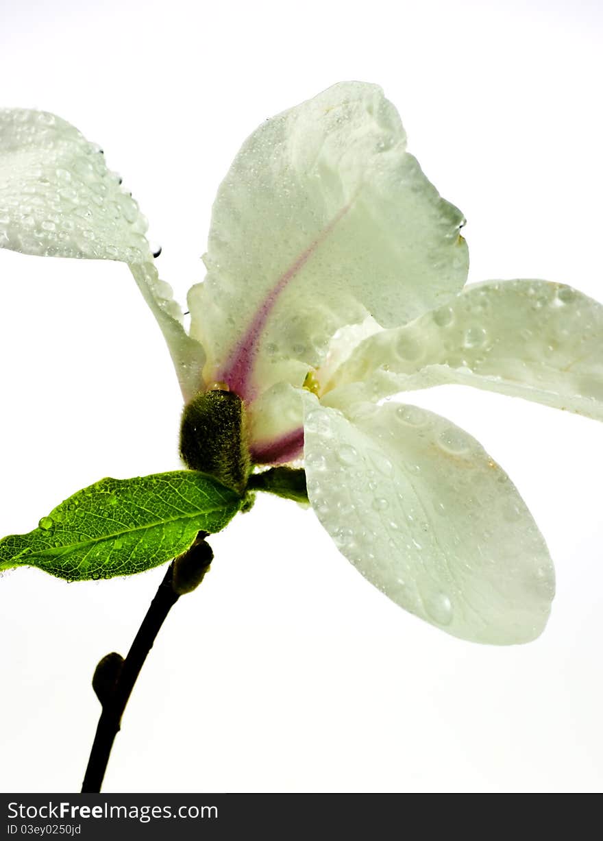 Magnolia flower