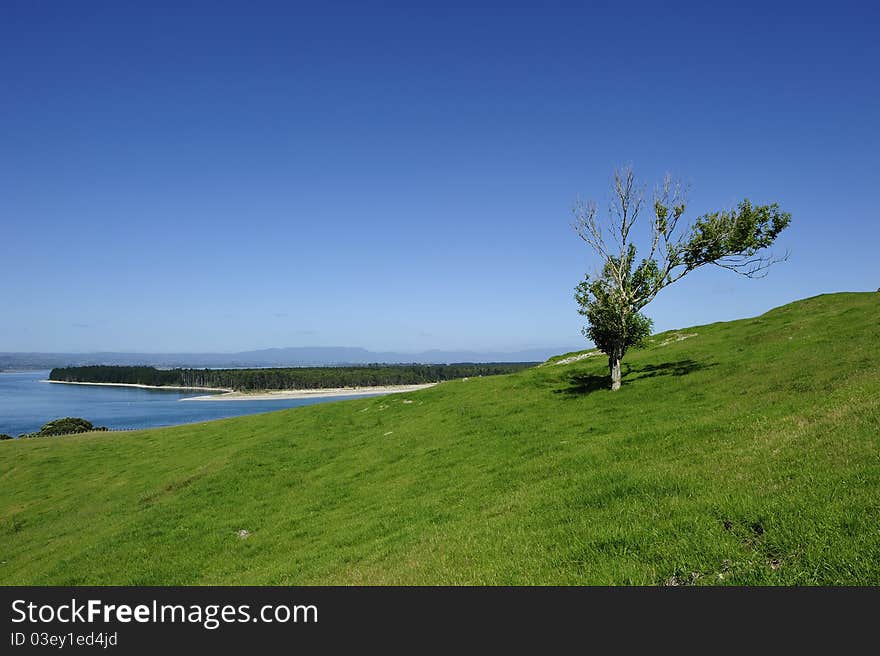 One tree on hill to overlook Tauranga harbour, this shot was taken from Mauao, Mt Maunganui, New Zealand. One tree on hill to overlook Tauranga harbour, this shot was taken from Mauao, Mt Maunganui, New Zealand