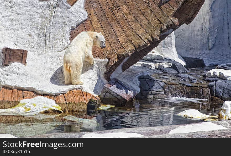 A polar bear climbs in a simulated environment. A polar bear climbs in a simulated environment