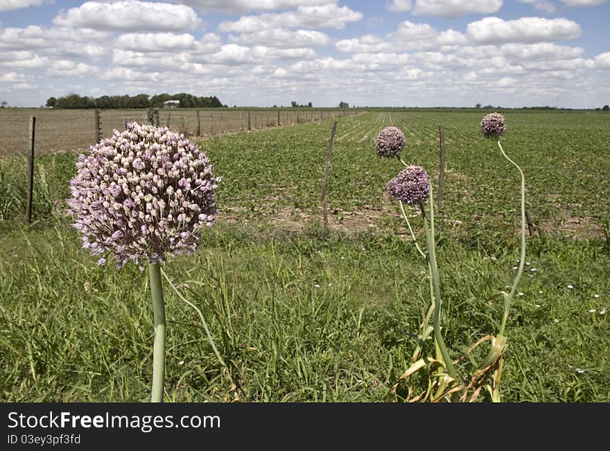 Elephant Garlic Flowers