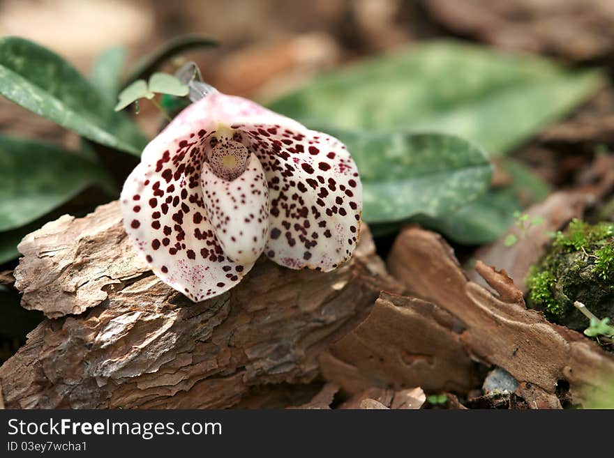 Orchid(Paphiopedilum)