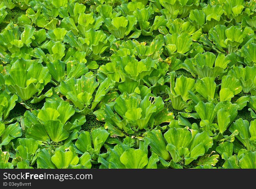 Water lettuce,pistia