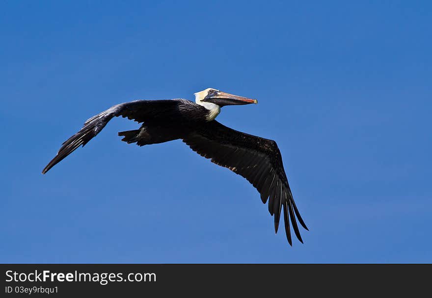 A Pelican glides above the ocean.