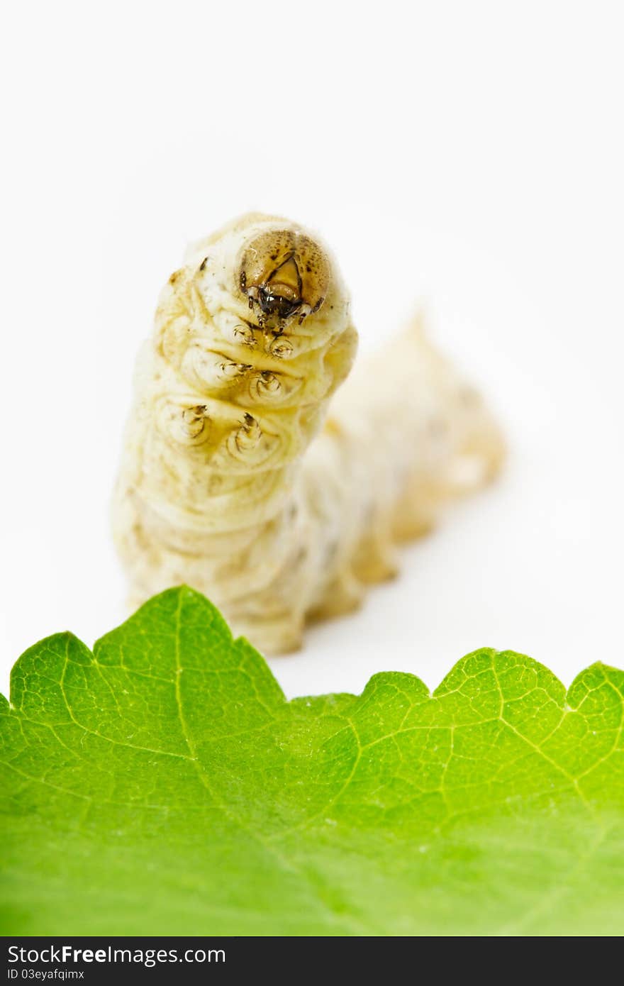 The close-up look of a silkworm in white background. The close-up look of a silkworm in white background.