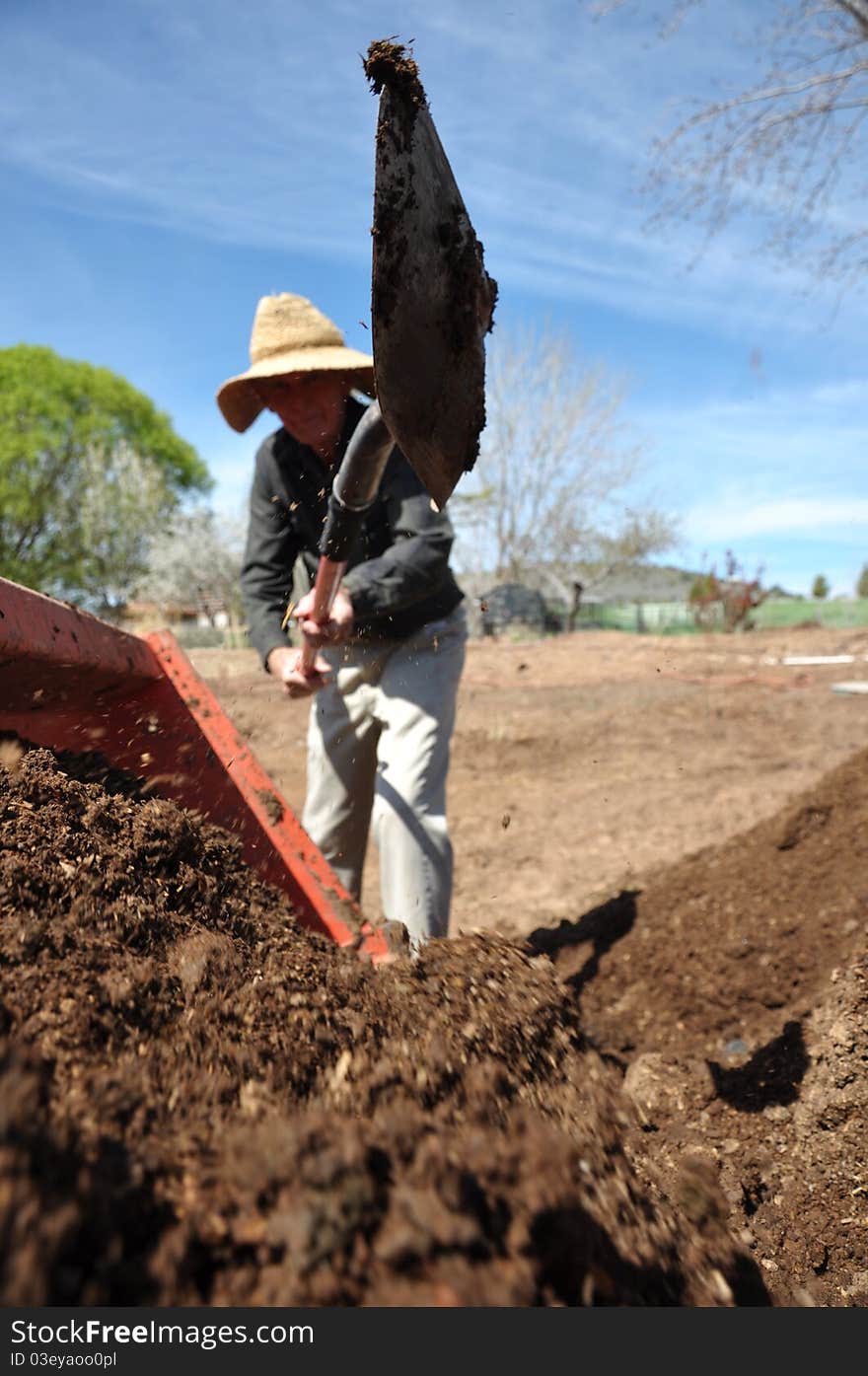 79 year old grandpa working on the farm shoveling dirt into tractor. 79 year old grandpa working on the farm shoveling dirt into tractor