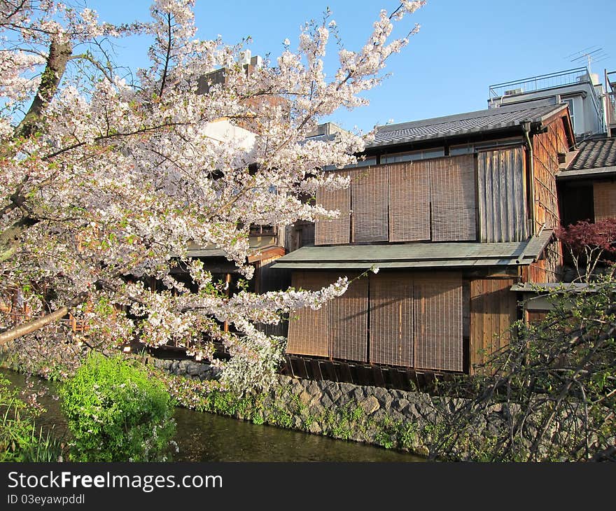 View of tradtional Japanese shop house with beautiful cherry blossom beside in Kyoto, Japan. View of tradtional Japanese shop house with beautiful cherry blossom beside in Kyoto, Japan.