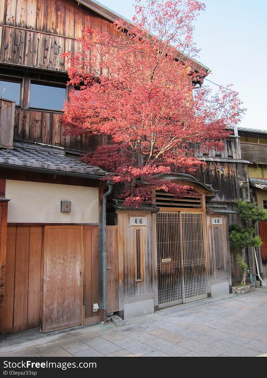 A uniquely designed traditional Japanese shop house with beautiful maple tree growing out from the main entrance. A uniquely designed traditional Japanese shop house with beautiful maple tree growing out from the main entrance