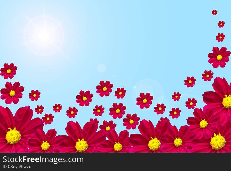 Colorful Cosmos flower with blue sky background