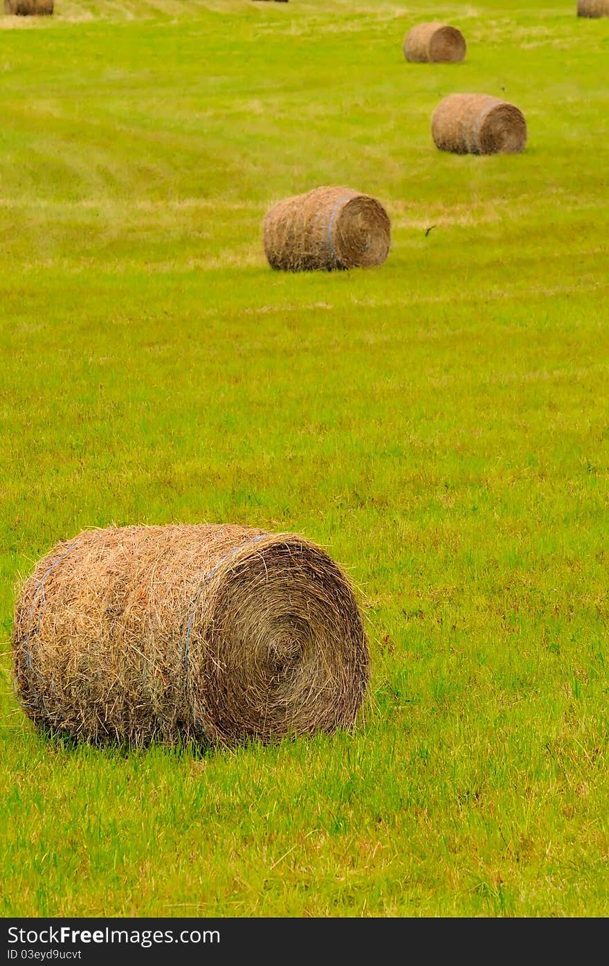 Harvested dried straw rolled into big bales.