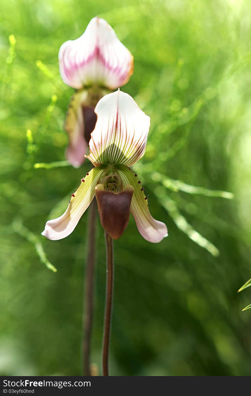 Orchid(Paphiopedilum)