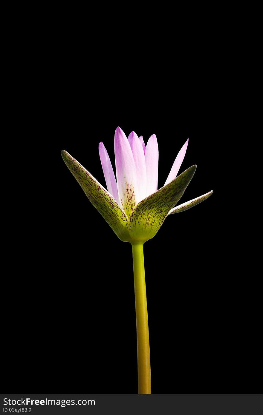 Beautiful purple water lilly on black  background