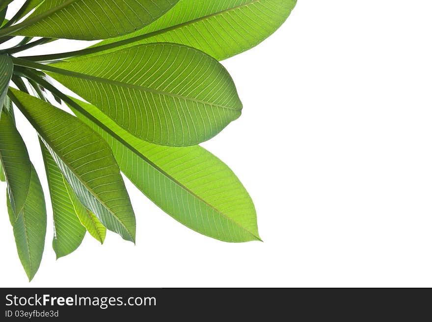 Plumeria leaves