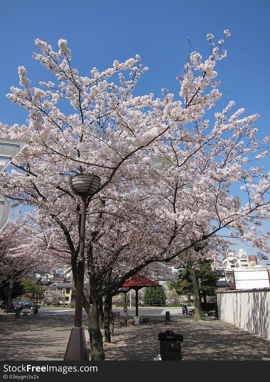 Beautiful cherry blossom of Kyoto