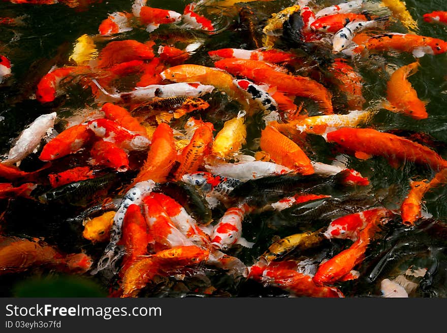 Carp Fish in Pond