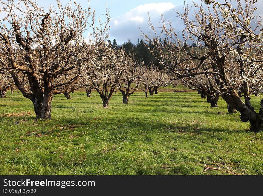 Cherry trees farm in an orchard near Hood River Oregon. Cherry trees farm in an orchard near Hood River Oregon.