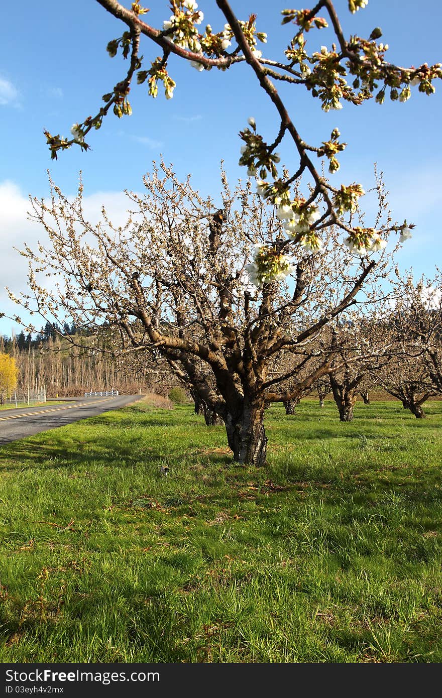 Cherry blossoms in an orchard farm near Hood River Oregon. Cherry blossoms in an orchard farm near Hood River Oregon.