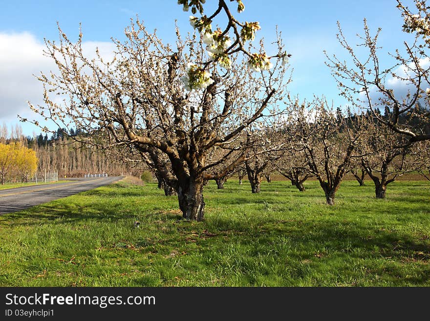 Cherry farm orchard near Hood River OR.