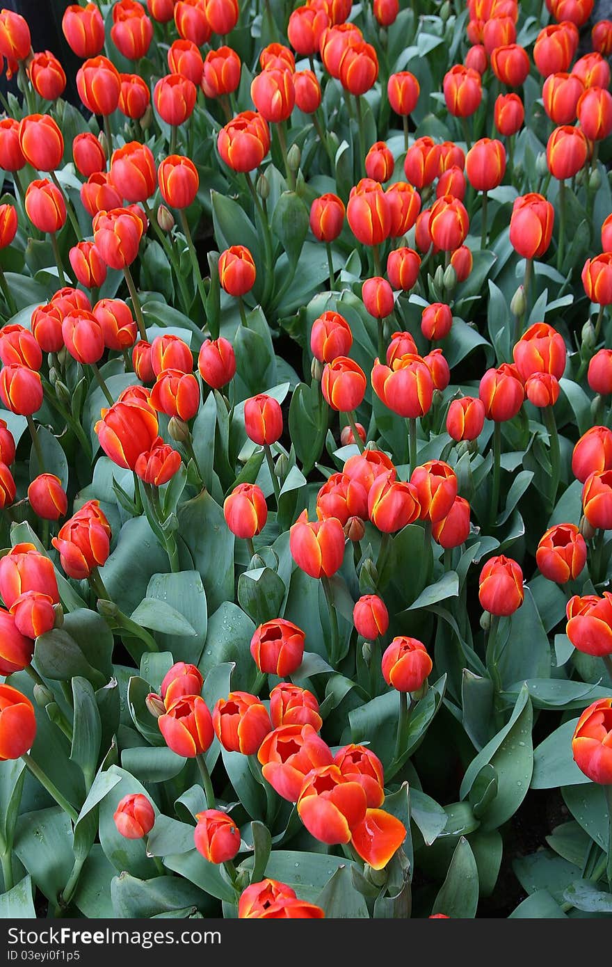 A large piece of beautiful pink tulips. A large piece of beautiful pink tulips