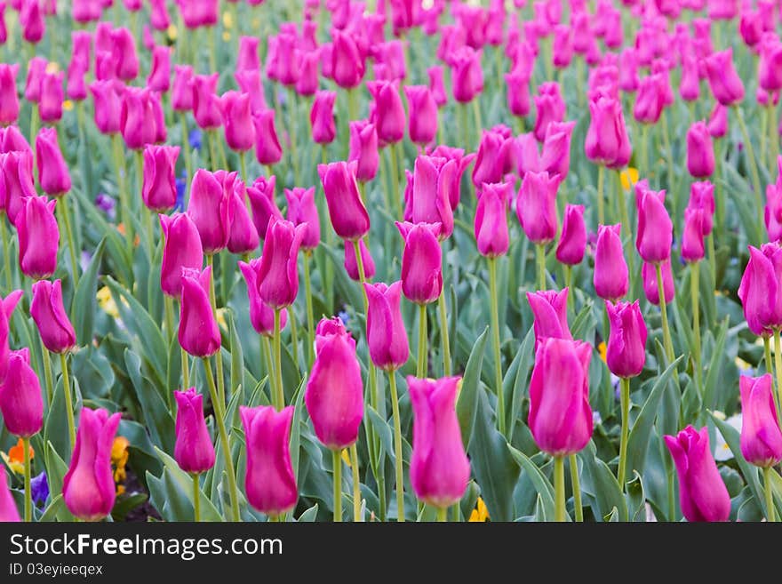 Purple tulip field in morning sun